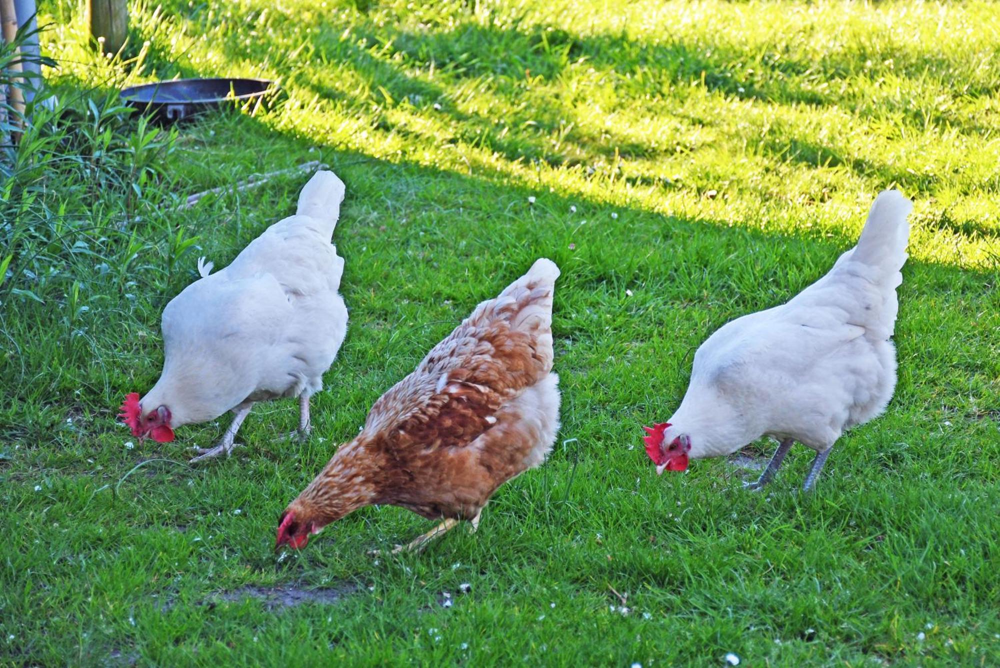 Ferienwohnungen In Baabe Beim Fischer Exterior foto